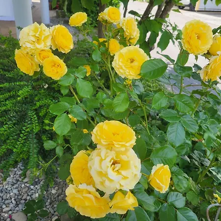 Haus Obere Weinburg アパート *