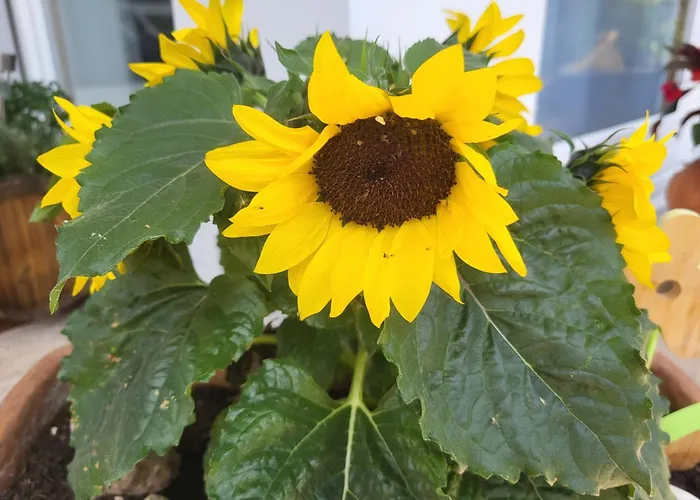 Appartement Haus Obere Weinburg Radolfzell am Bodensee